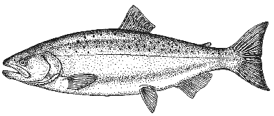 Oncorhynchus tshawytscha - Chinook Salmon