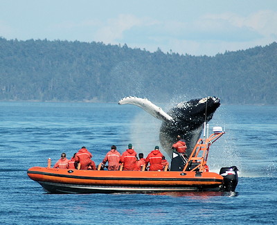 Humpback Whale Watching by Jo-Anne Lacroix. Tourism Victoria